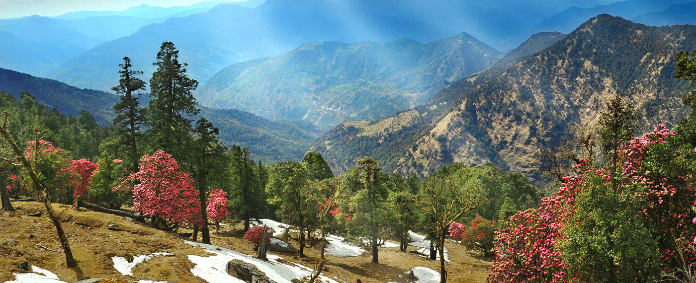 almora1