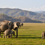 jim-corbett-national
