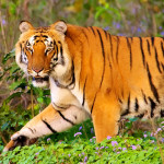 jimcorbett